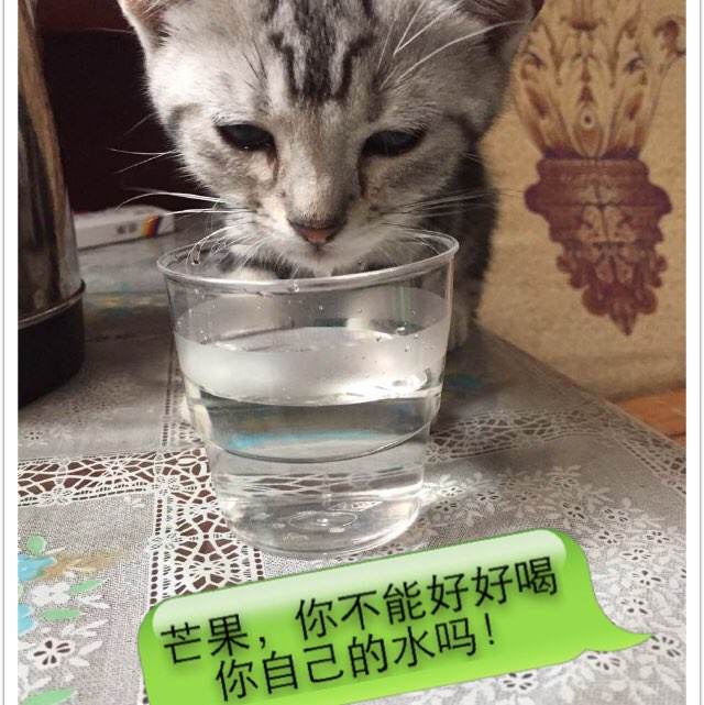 文凭补办